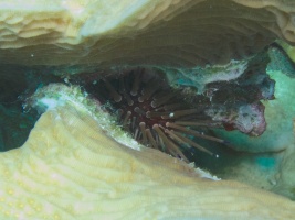 Reef Urchin IMG 7668